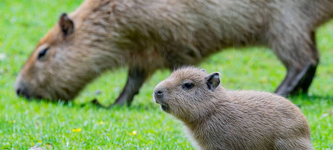 Dortmund: Zwei Capybaras im Zoo geboren