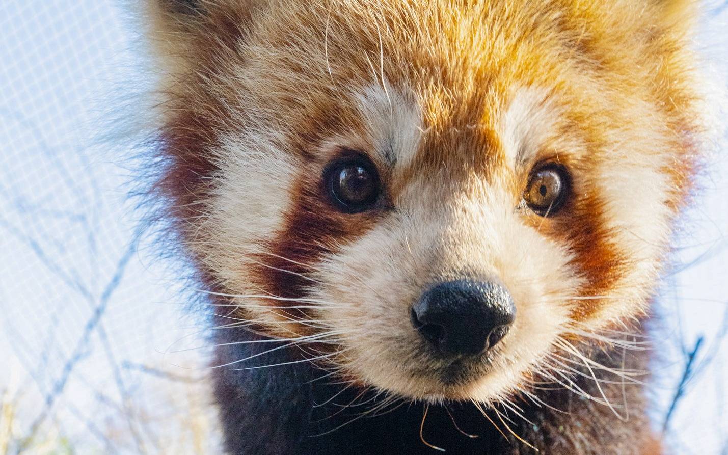 Dortmund: Kleiner Panda JingLing im Zoo eingeschläfert
