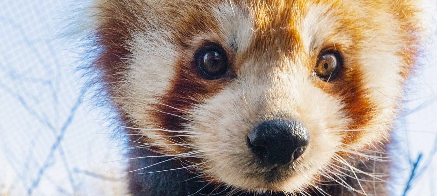 Dortmund: Kleiner Panda JingLing im Zoo eingeschläfert