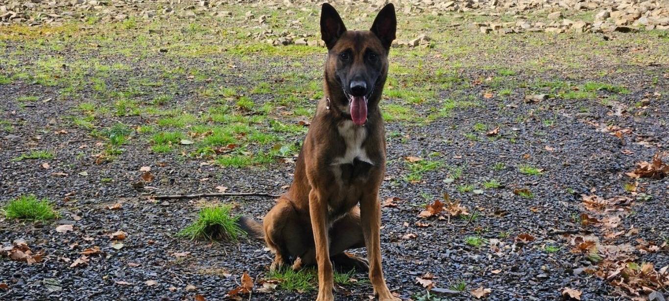 Polizeihund Tiu Dortmund