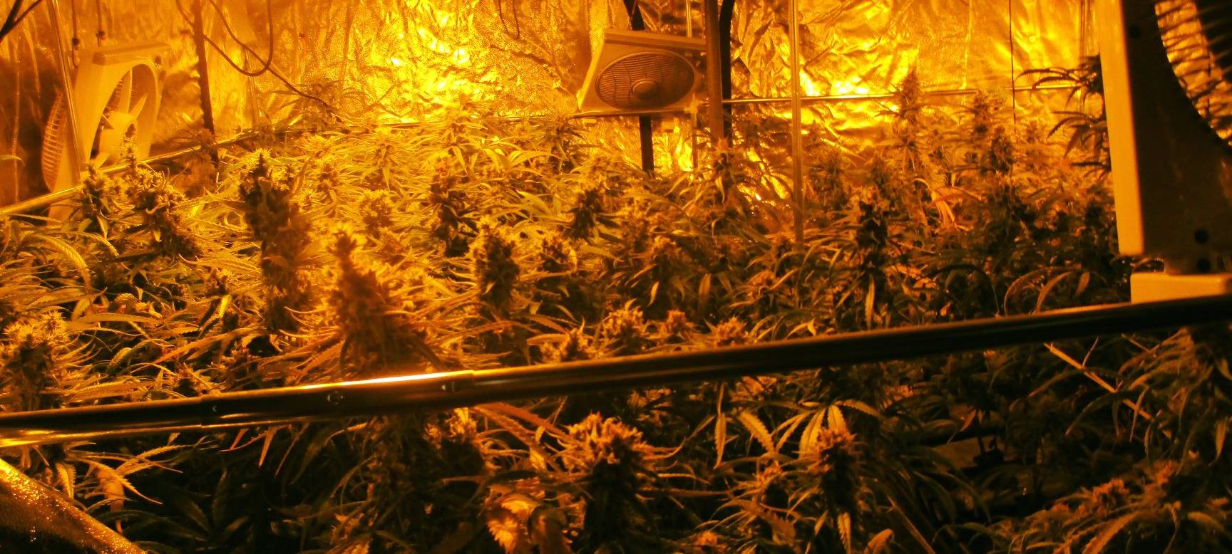 Dortmunder Polizei findet Hanfplantage