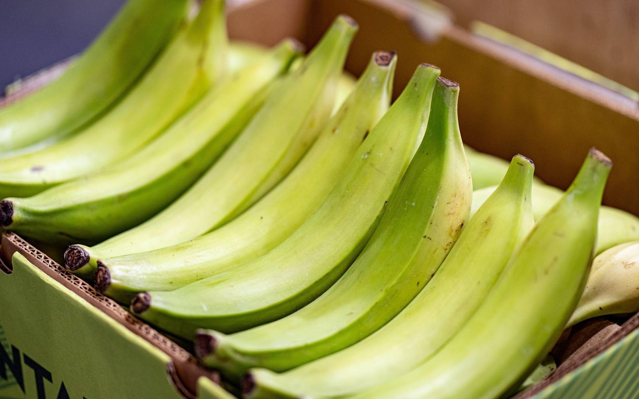 Kochbananen sind auf der Fruit Logistica ausgestellt