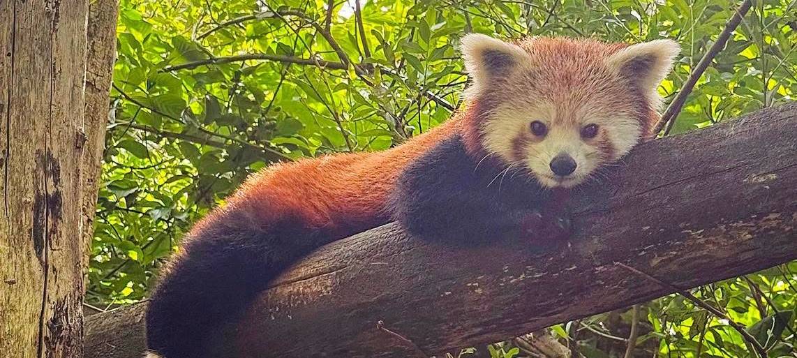Zuwachs im Dortmunder Zoo: Kleiner Panda Mei.