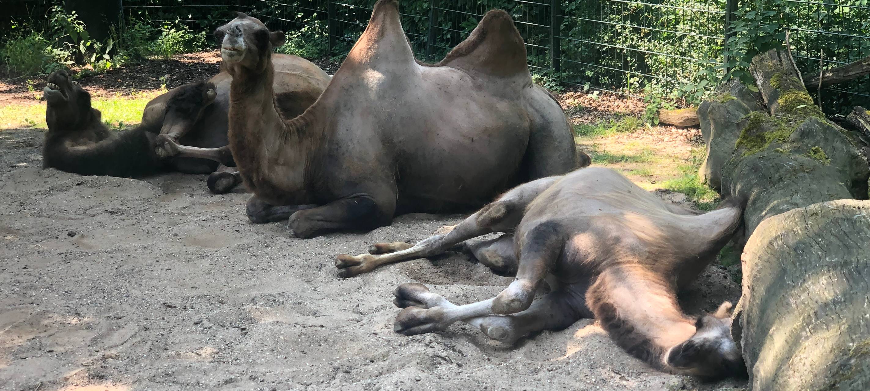 Tiere im Zoo haben kein Problem mit Hitze