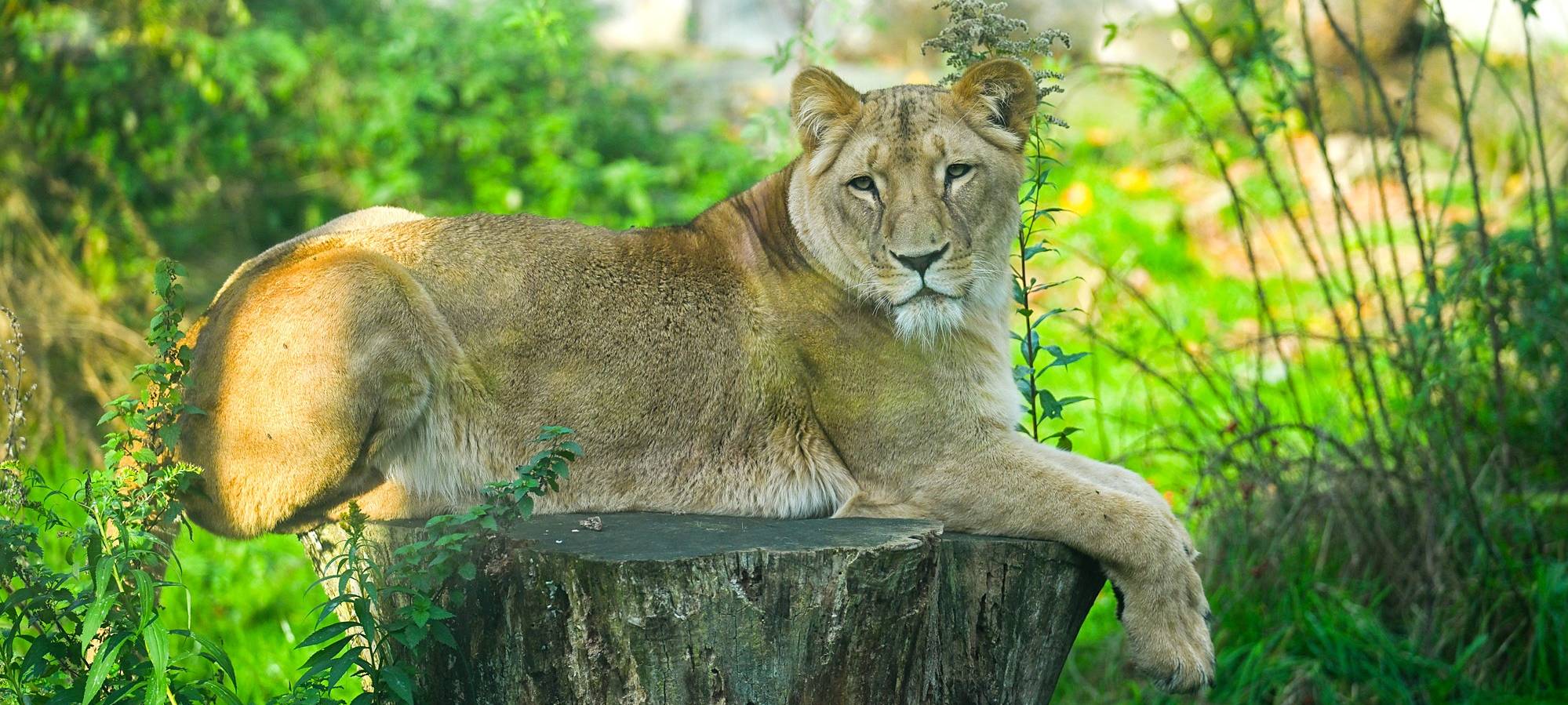 Löwin Zuri hat Nachwuchs im Zoo Dortmund bekommen.