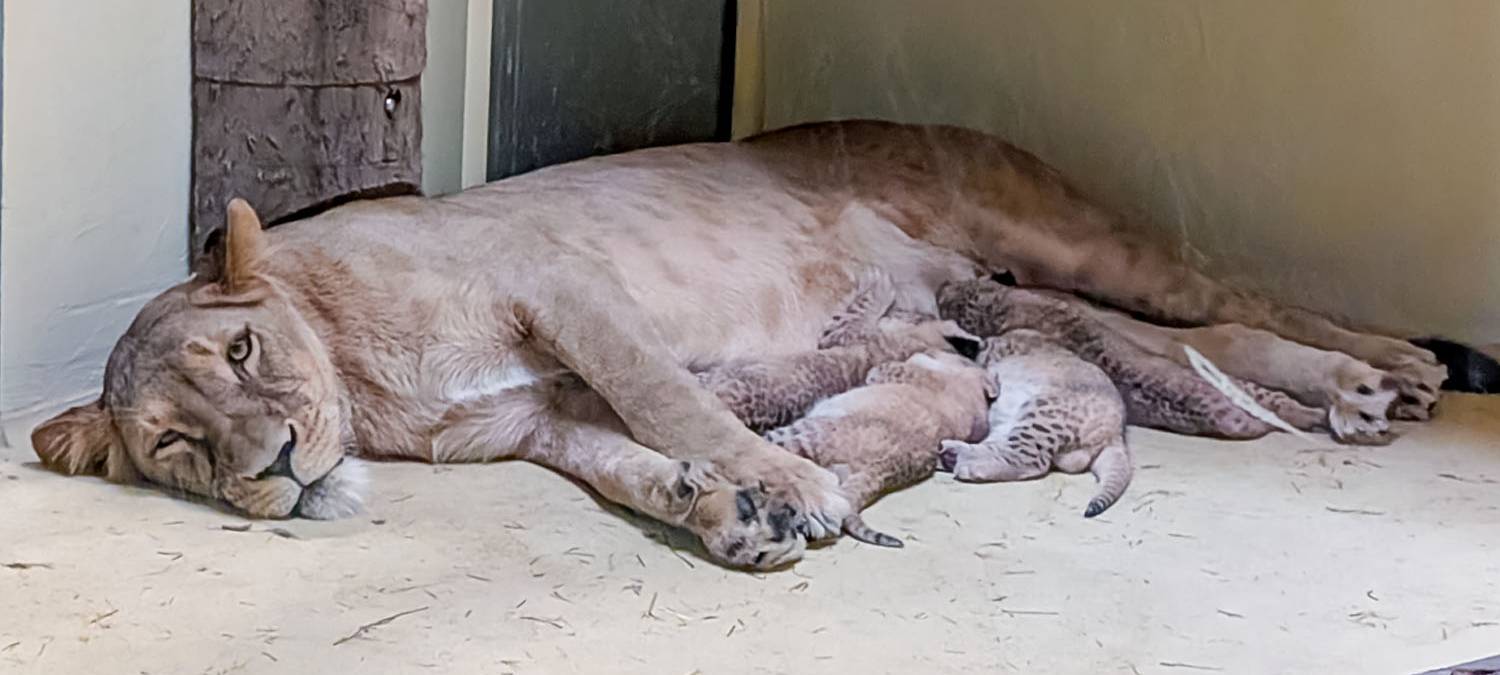 Dortmund: Zwölf Löwenbabys entwickeln sich gut