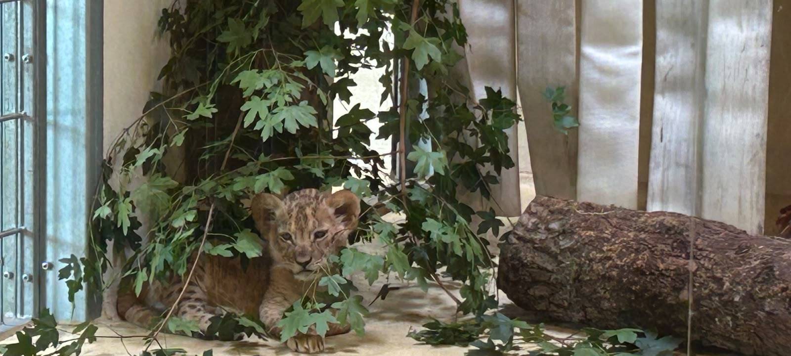 Löwenbaby im Dortmunder Zoo.