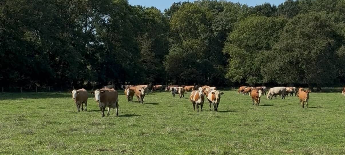 Kühe auf einer Wiese beim Hof Kampmann in Brambauer