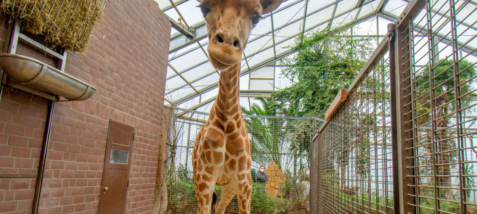 Tier der Woche: Giraffen-Trio im Dortmunder Zoo