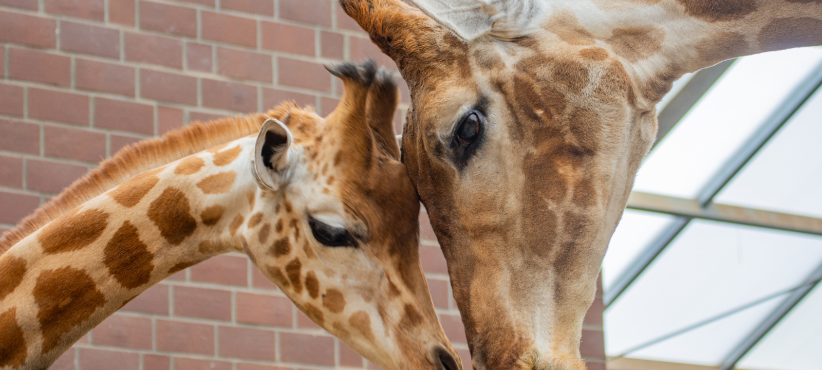 Tier der Woche: Giraffen-Trio im Dortmunder Zoo
