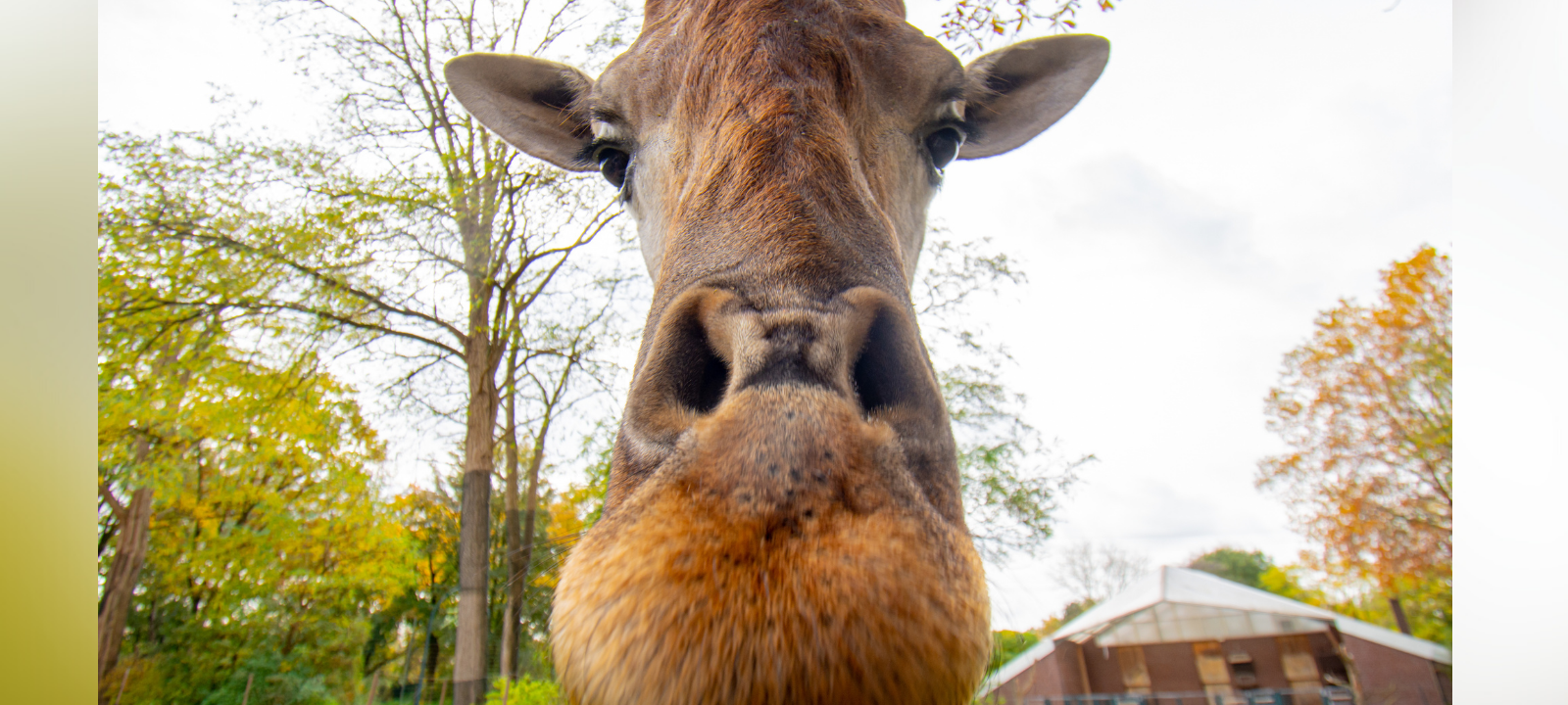 Tier der Woche: Giraffen-Trio im Dortmunder Zoo