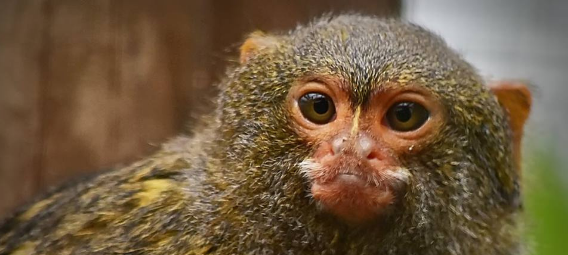 Tier der Woche: Zwergseidenäffchen