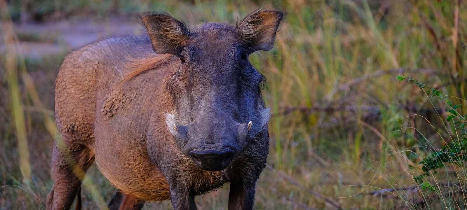 A1: Mehrere tote Wildschweine nach Verkehrsunfall