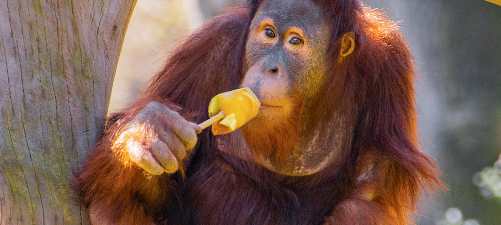 Tier der Woche: Orang-Utan Yenko