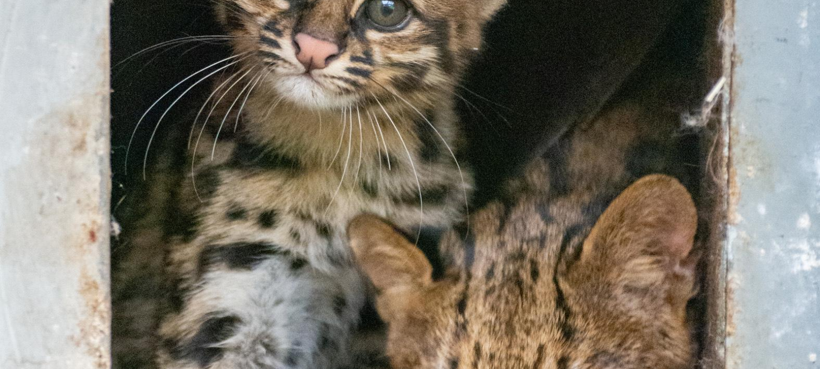 Das Oncilla-Jungtier mit seiner Mutter