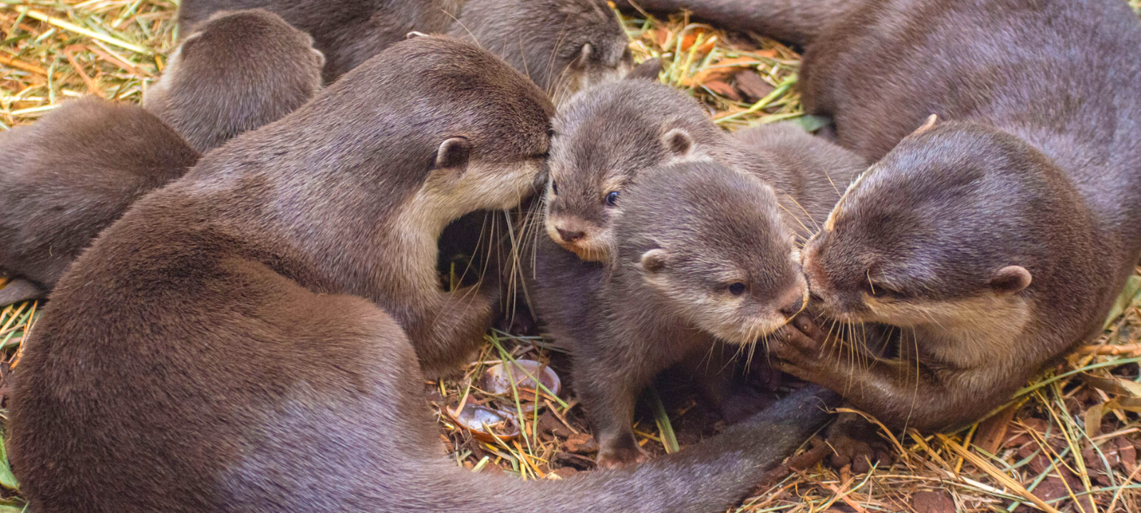 Das junge Zwergotter-Paar im Zoo Dortmund hat erstmals Nachwuchs bekommen: Anfang November brachte die zwergotter-Dame Malou fünf Jungtiere zur Welt.