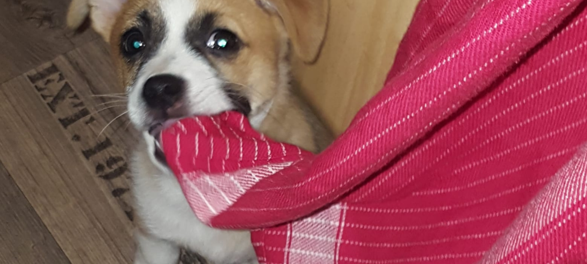 Dortmund: Hundewelpe als Fußball missbraucht