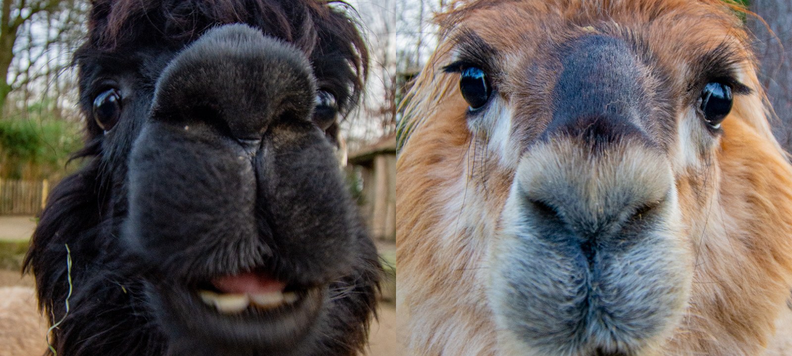 Tier der Woche: Alpakas aus dem Dortmunder Zoo