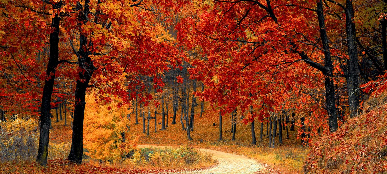 Ruhrpott, deine Forschung: Strom aus Laub, emotionale Gerüche & KI-basierte Flutwarnung