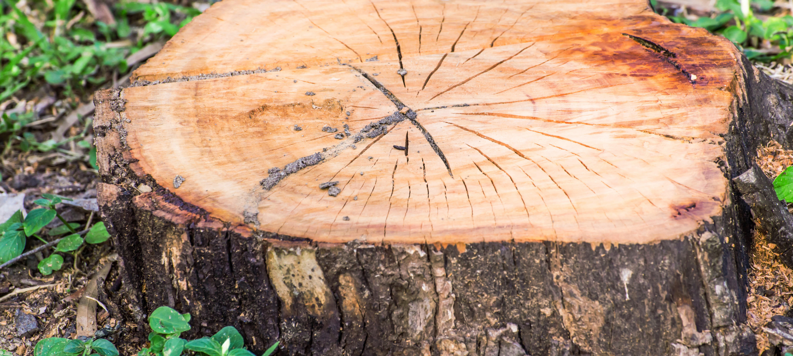 Dortmund: 200 Bäume illegal gefällt