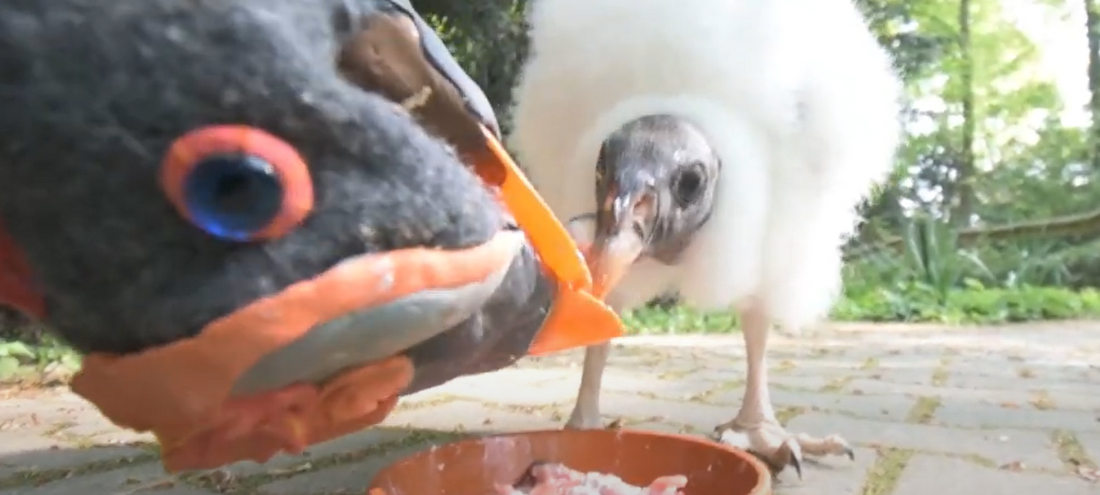 Dortmunder Zoo: Baby-Geier wird von Handpuppe aufgezogen