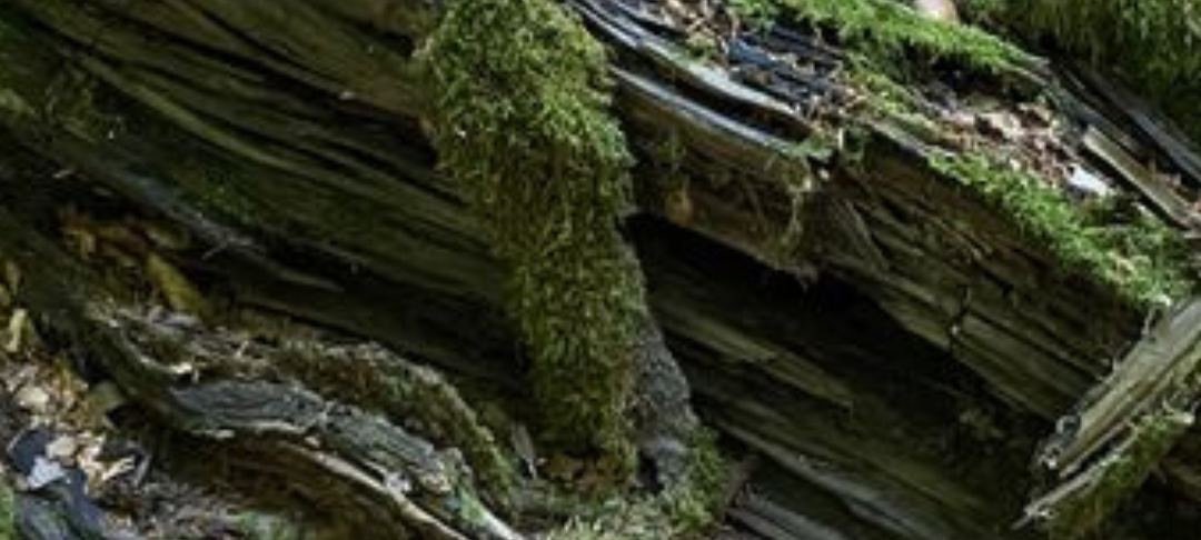 So wild ist Dortmund: Wir haben einen Urwald