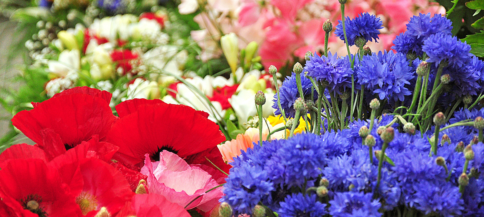 Dortmund: 16 Millionen Euro für IGA 2027