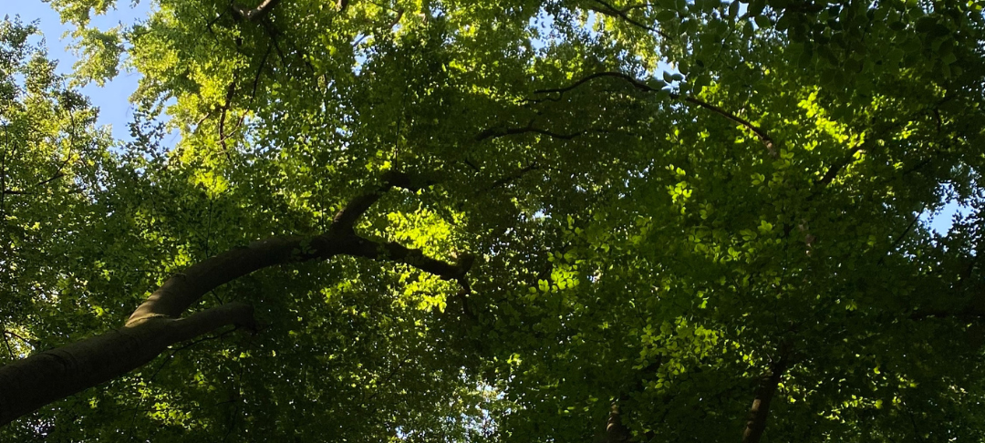 So wild ist Dortmund: Wir haben einen Urwald