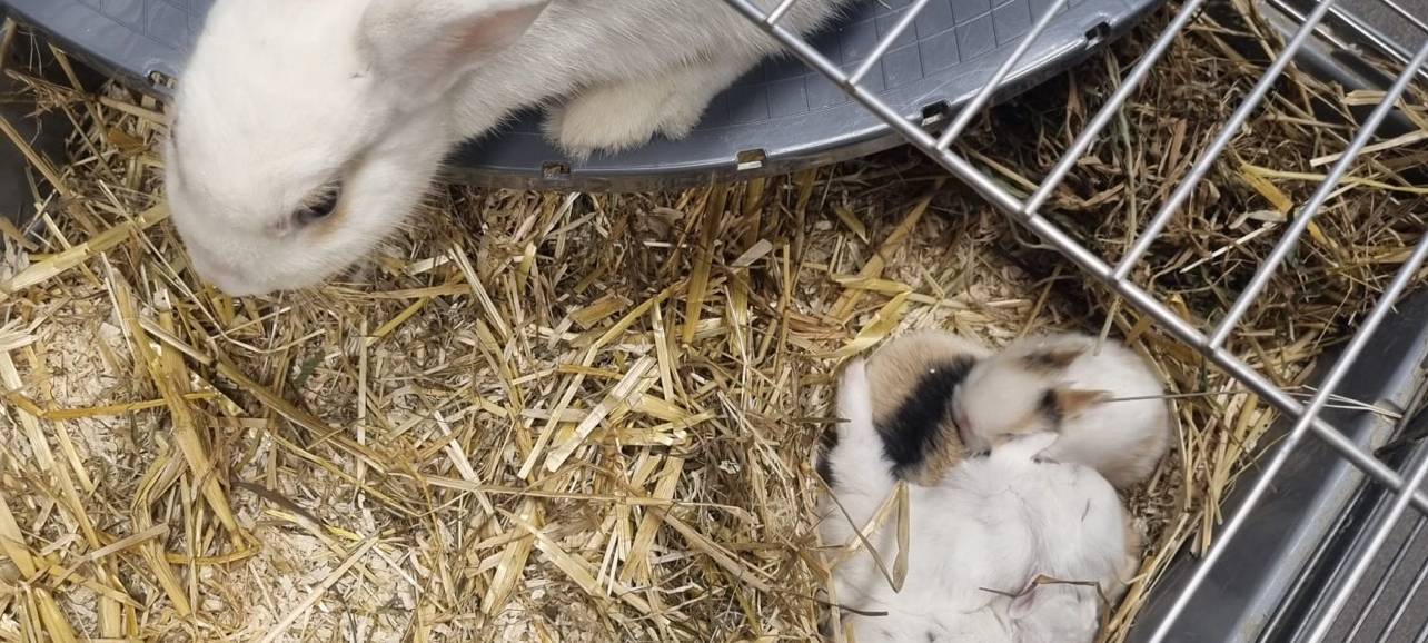 Immer mehr Kleintiere im Dortmunder Tierheim