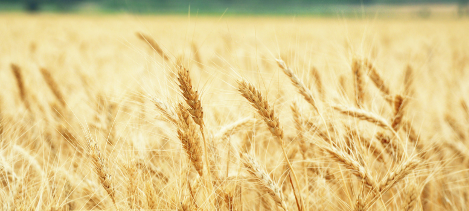 Landwirte in Dortmund klagen über schlechte Ernte