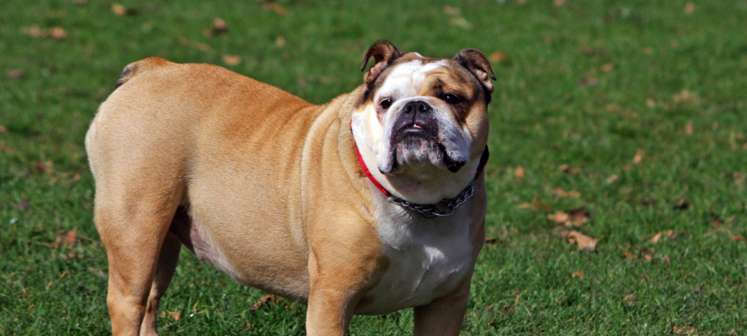 Bulldogge auf einer Wiese