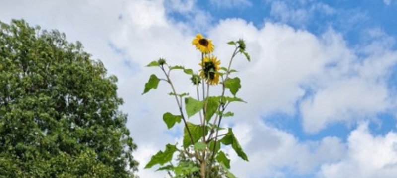 Dortmund: Höchste Sonnenblume wächst in Huckarde