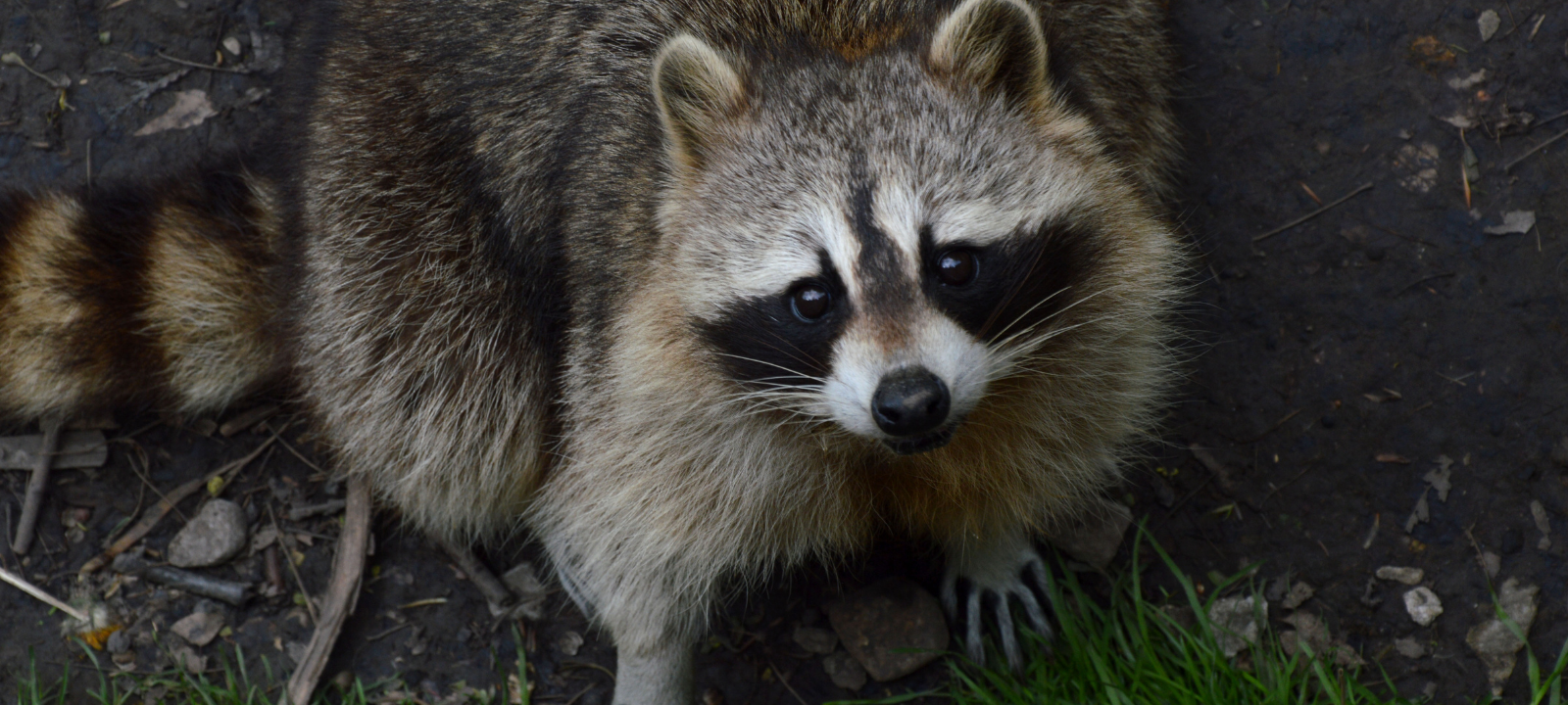 Waschbären in Dortmund an tödlichem Virus erkrankt