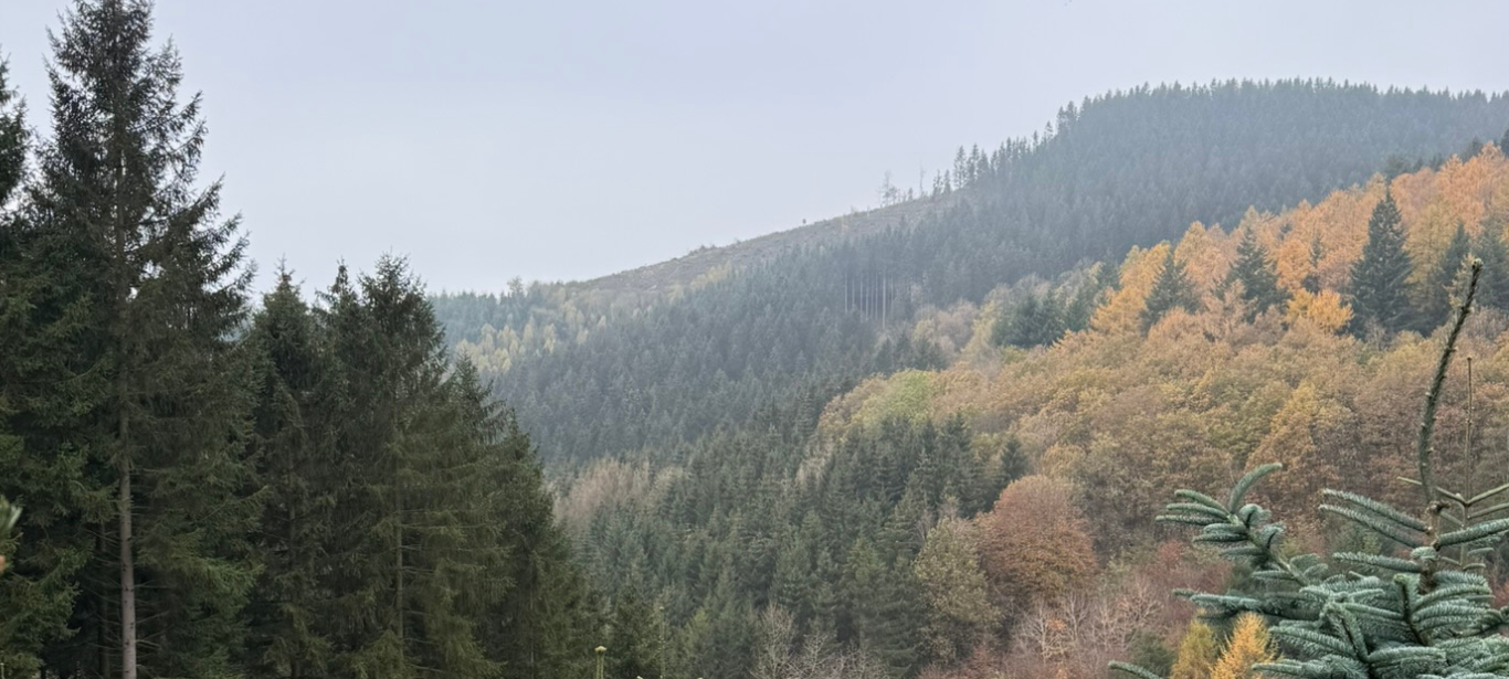 Die letzten Fichten für den Dortmunder Weihnachtsbaum