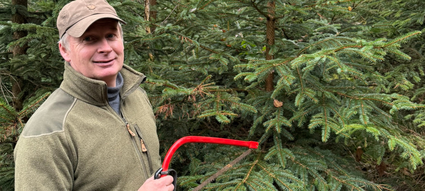 Die letzten Fichten für den Dortmunder Weihnachtsbaum