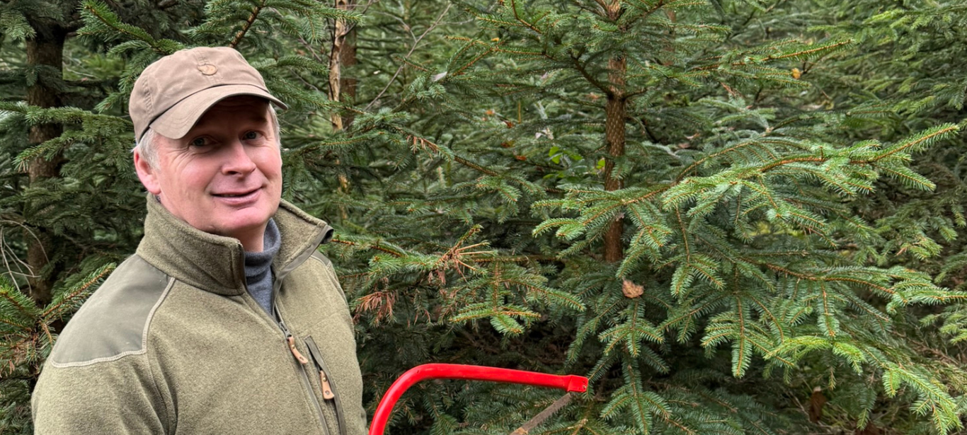 Die letzten Fichten für den Dortmunder Weihnachtsbaum