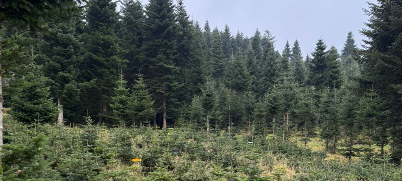 Die letzten Fichten für den Dortmunder Weihnachtsbaum