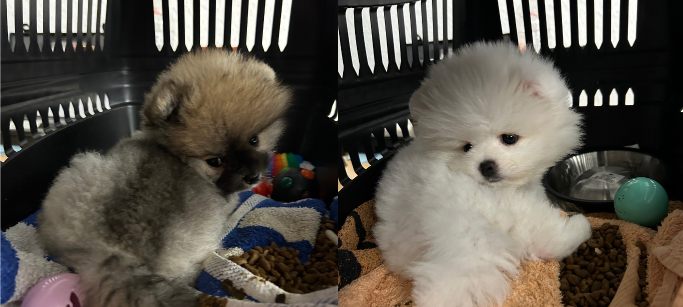 Dortmund: Welpen am Flughafen sichergestellt