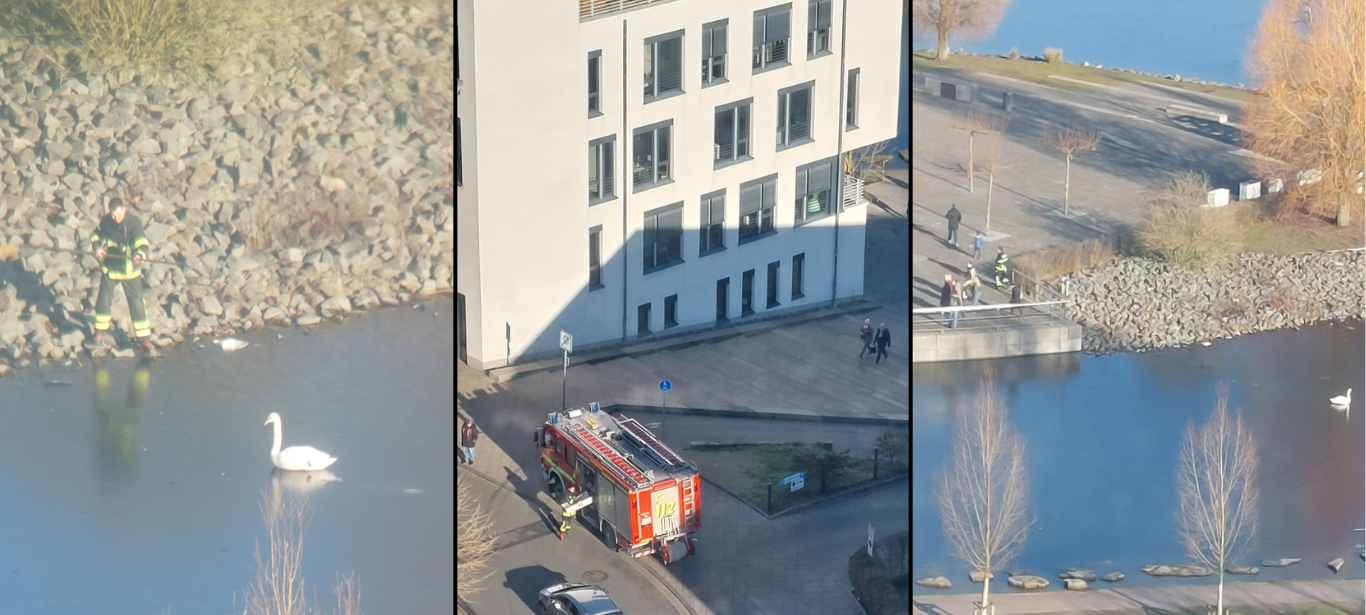 Feuerwehr Dortmund: Schwan auf Phoenixsee festgefroren