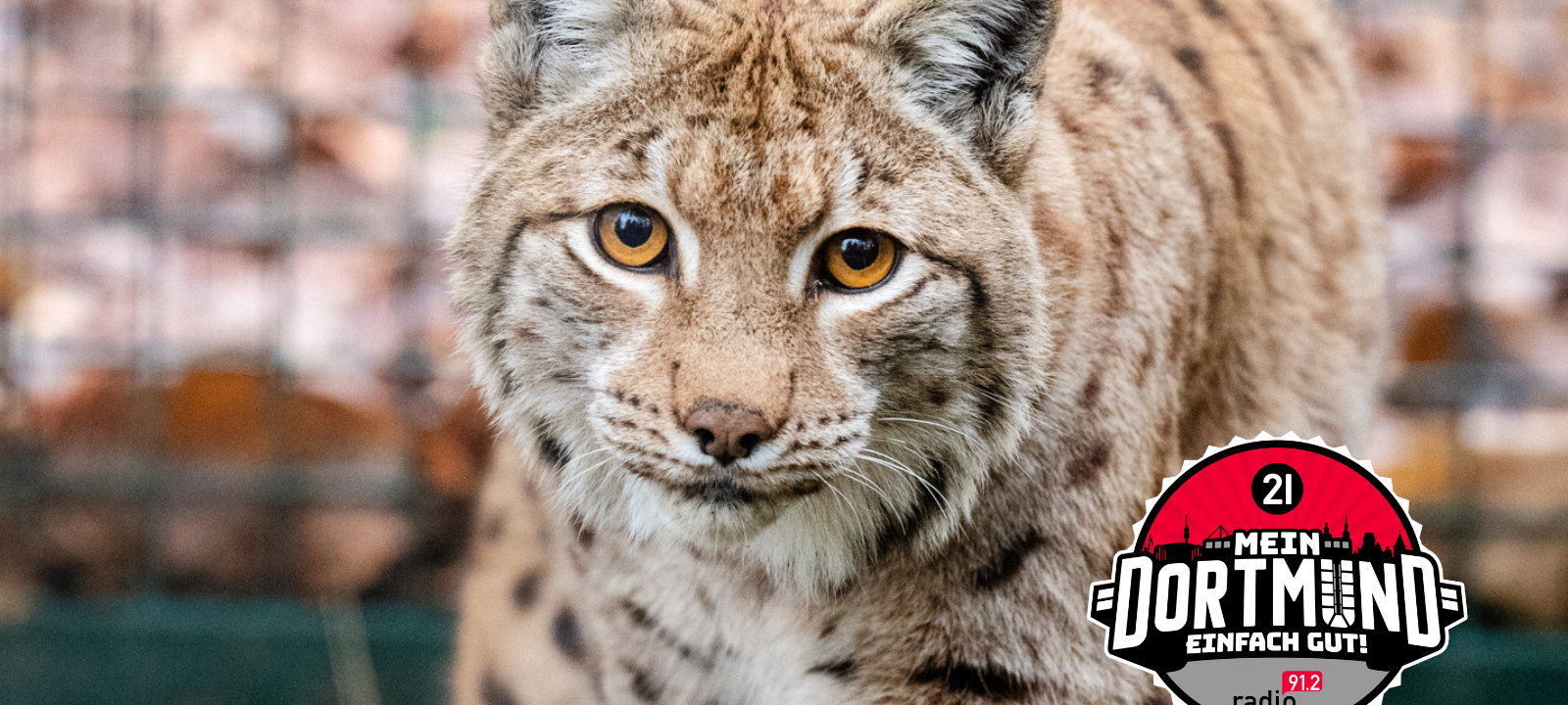 Zoo Dortmund bekommt Luchs-Zuwachs