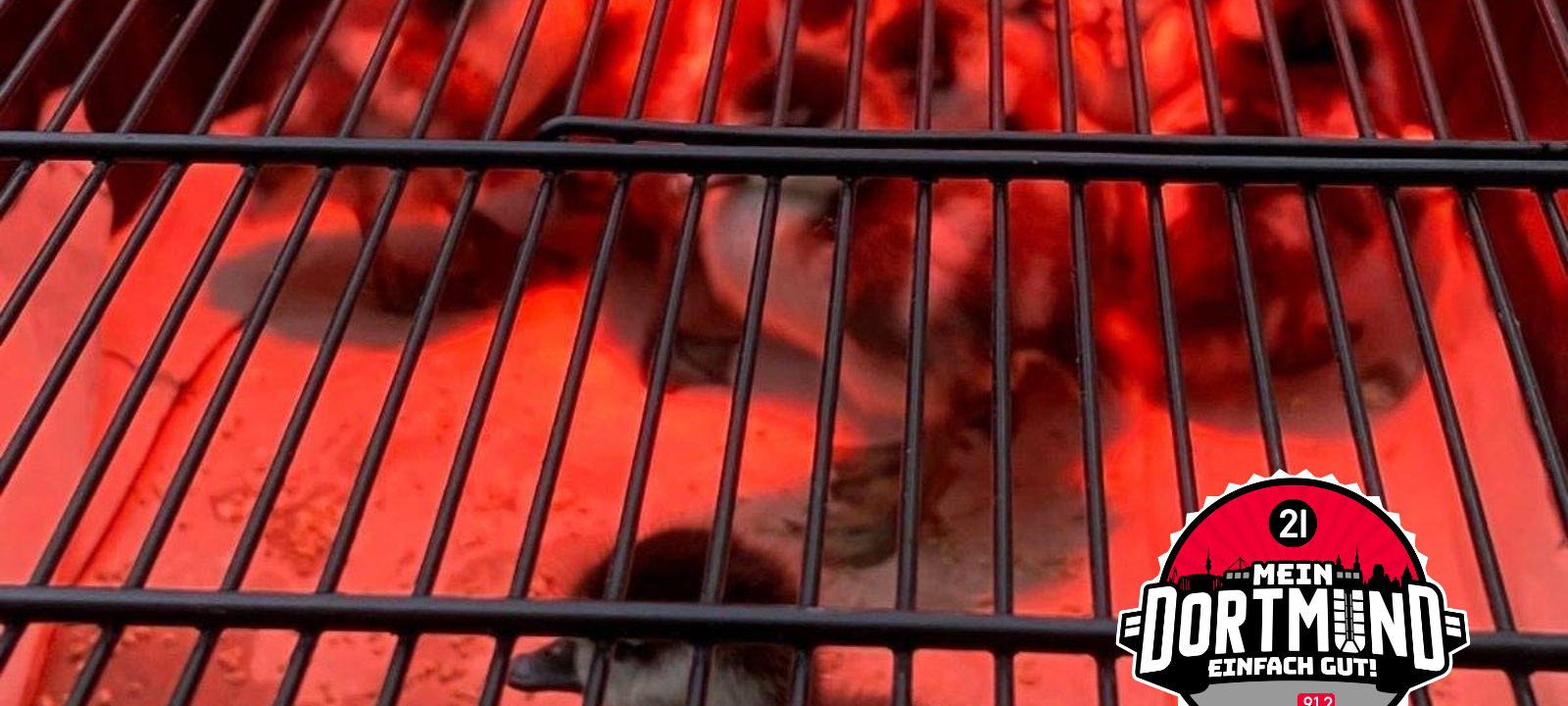 Feuerwehr Dortmund rettet Gänsefamilie