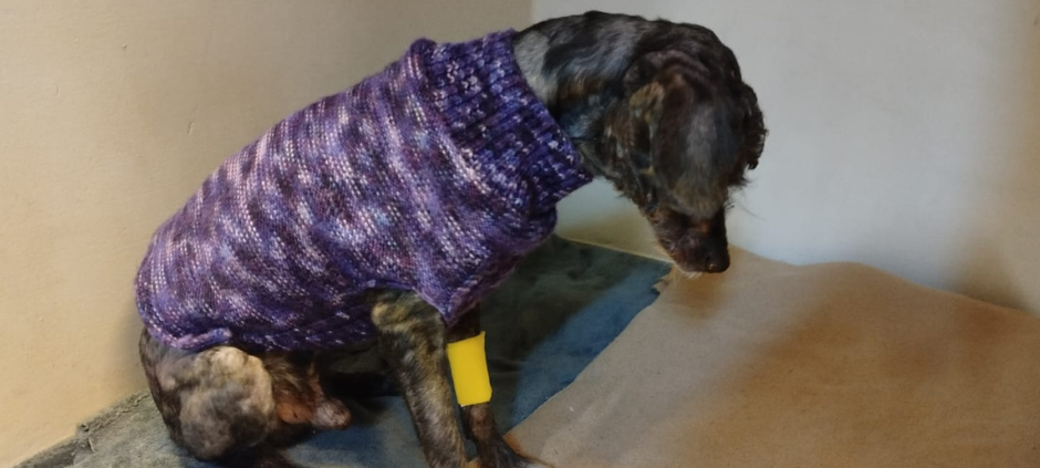 Hilferuf der Dortmunder Tierschutzorganisation