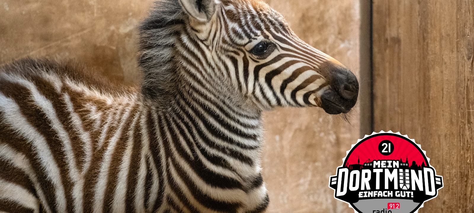 Nachwuchs im Zoo Dortmund: Zebra geboren