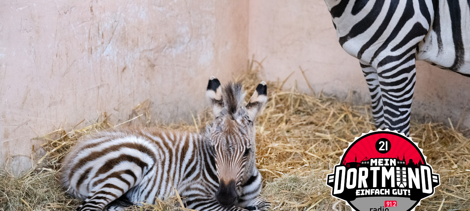 Wieder Zebra-Nachwuchs im Zoo