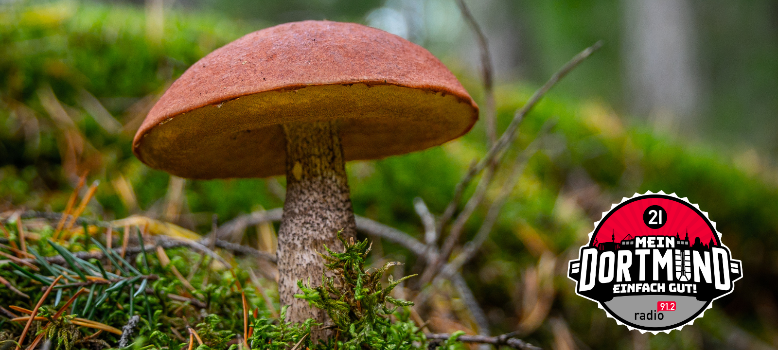 Pilze entdecken und fotografieren