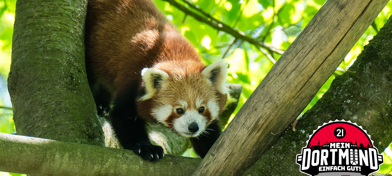 Kleiner Panda Chenpo zurück im Zoo Dortmund