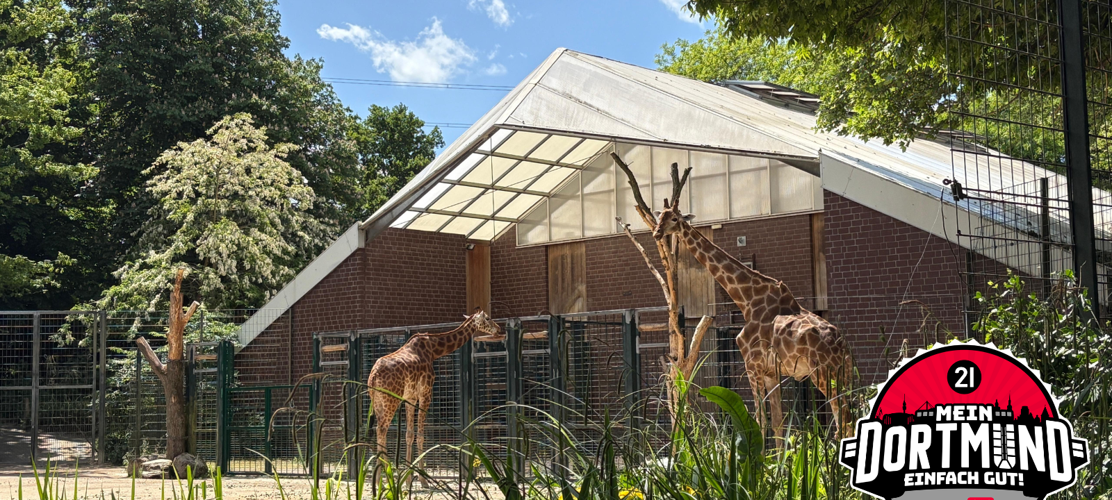 Giraffen im Dortmunder Zoo bekommen neues Gehege