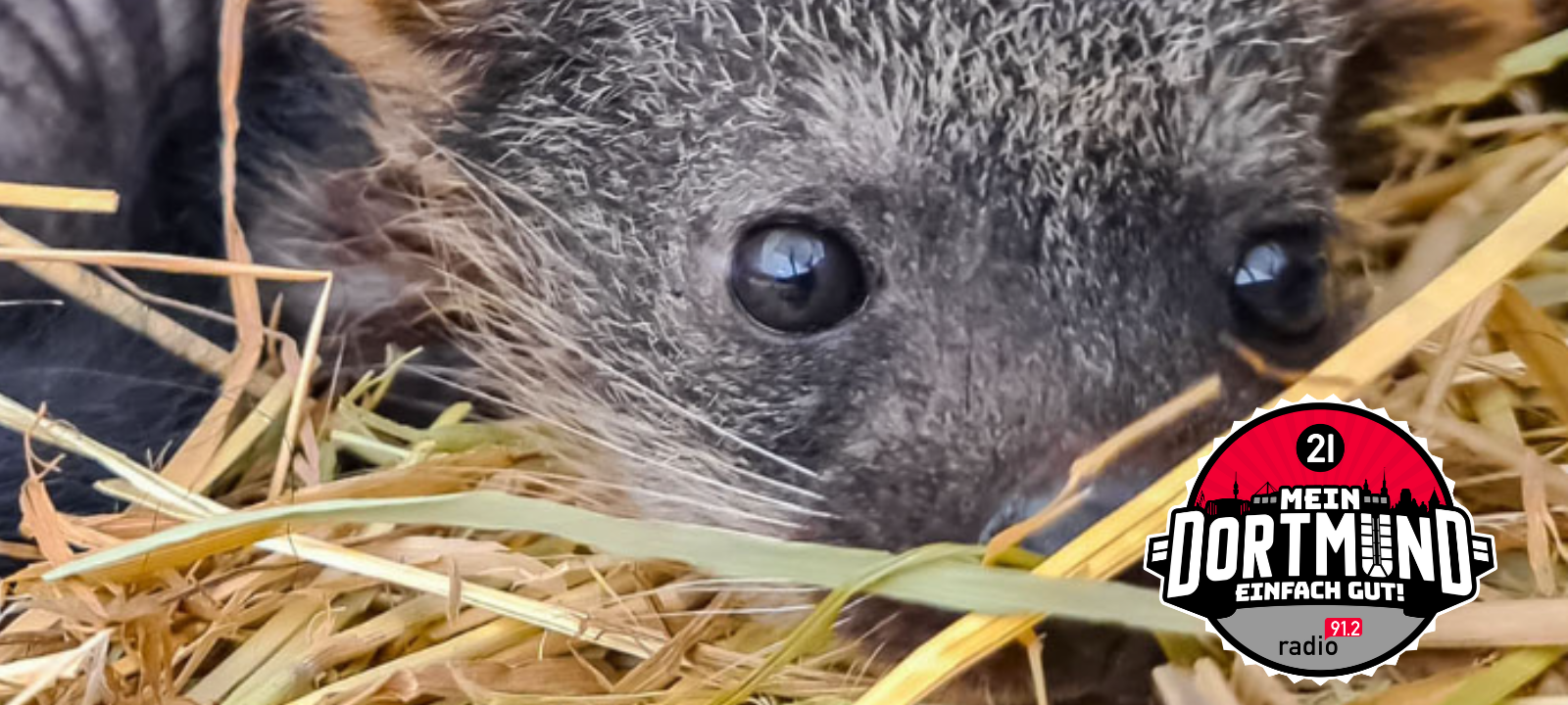 Nachwuchs Im Dortmunder Zoo: Ein kleiner Kletterkünstler erkundet die Welt
