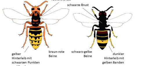 Grafik asiatische Hornisse
