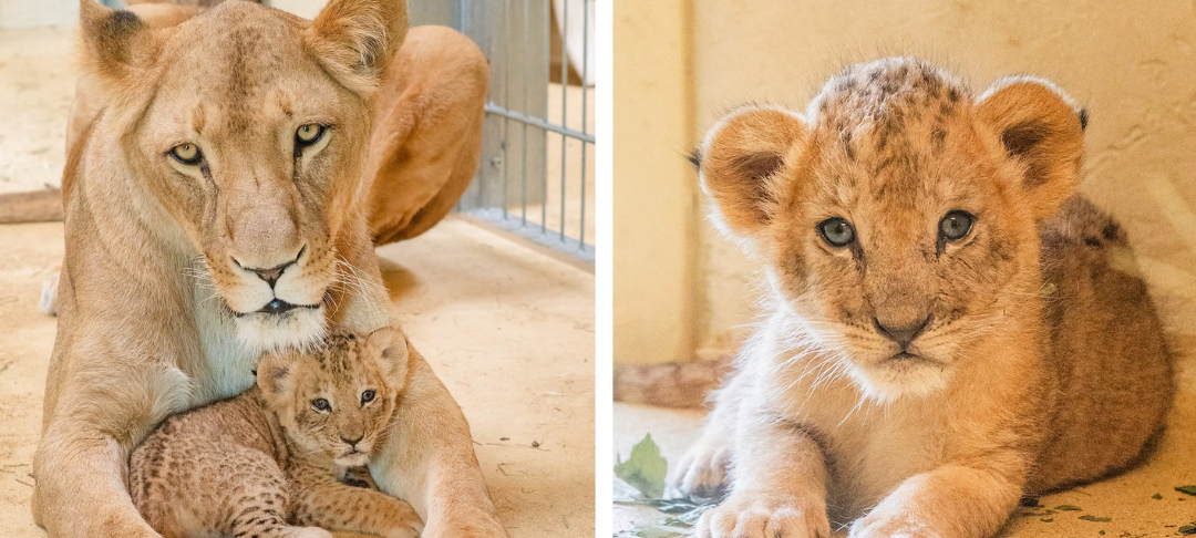 Löwenbaby Zoo Artenschutz Robert Marc Lehmann Kritik Tierschutz